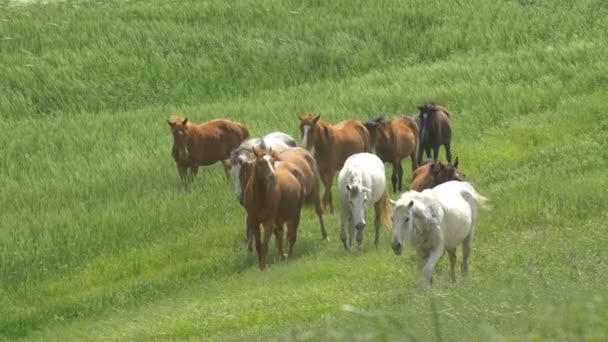 troupeau de chevaux dans les champs de blé, plaines de Judée, Israël 