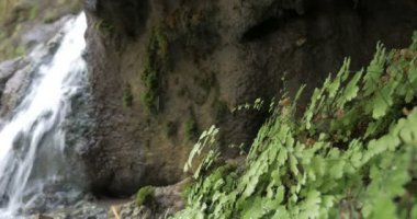 Şelale ein gedi, İsrail Çölü'nde doğal görünümü