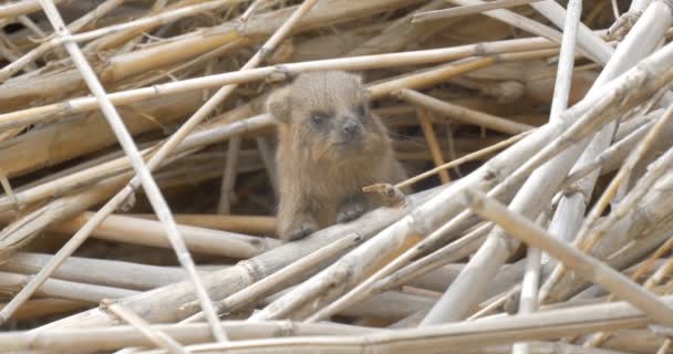 Rock Hyraxes Boet Ein Gedi Israel — Stockvideo