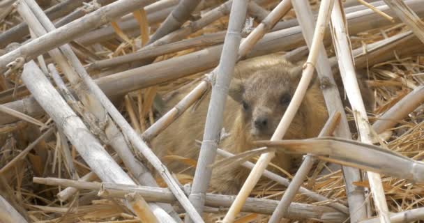 Vista Rock Hyraxes Ninho Ein Gedi Israel — Vídeo de Stock