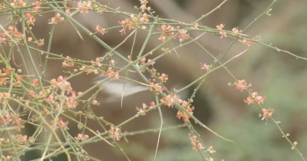 Petit Blancs Assis Sur Buisson Désert Fleuri Ein Gedi Israël — Video