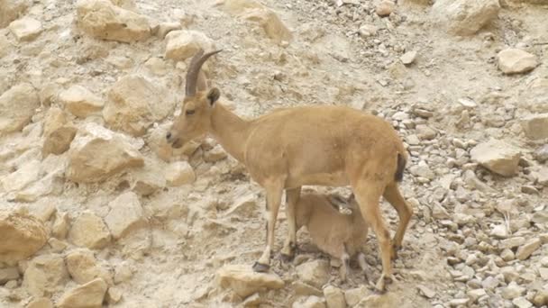 Nubische Steenbok Kid Zogende Melk Ein Gedi Israël — Stockvideo