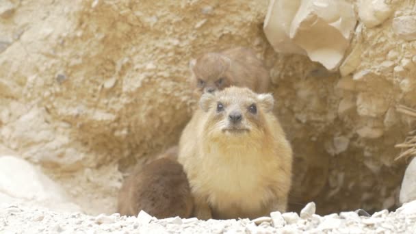 Blick Auf Felshyraxen Nest Ein Gedi Israel — Stockvideo