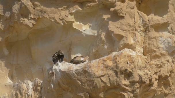 Griffon Vultures Solbad Klippa Ein Avdat Israel — Stockvideo