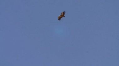 Avdat, İsrail mavi gökyüzünde uçan griffon akbaba