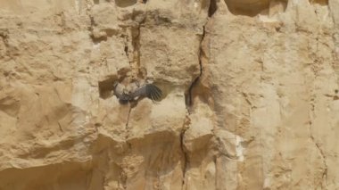 Kızıl akbaba güneşlenme kayalık uçurum, Ein Avdat, İsrail