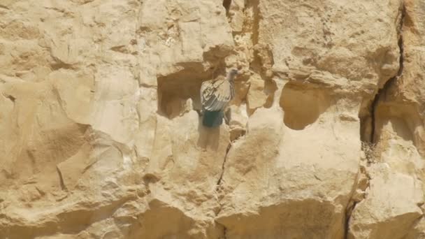 Griffon Vulture Sunbathing Rocky Cliff Ein Avdat Israel — Stock Video