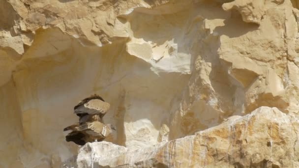 Griffon Vautours Bronzant Sur Une Falaise Rocheuse Ein Avdat Israël — Video