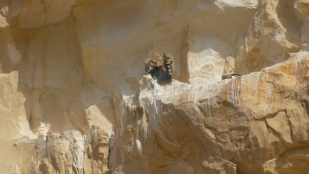 Buitre Leonado Tomando Sol Acantilado Rocoso Ein Avdat Israel — Vídeos de Stock