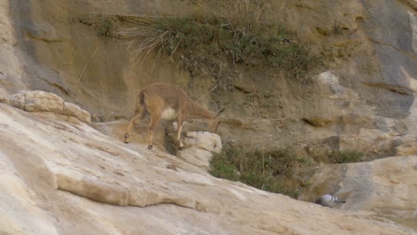 Nubian Dağ Keçisi Uçurum Ein Avdat Negev Srail Yürüyüş — Stok video