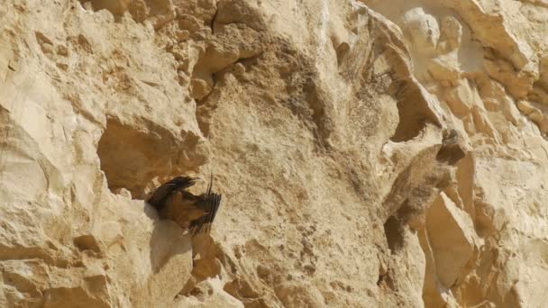 Griffon Vulture Sunbathing Rocky Cliff Ein Avdat Israel — Stock Video