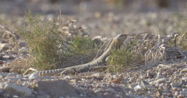 Egyptian Sand Lizard Rocky Ground Eilat Israel — Stock Video