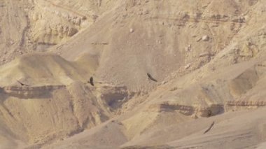 Eilat dağlar, İsrail geçiş raptor kuşların doğal görünümü