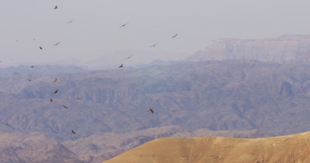 Malerischer Blick Auf Greifvögel Die Über Die Berge Ziehen Israel — Stockvideo