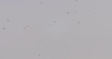 Eilat dağlar, İsrail geçiş raptor kuşların doğal görünümü
