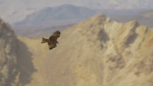 Kite Preto Migrando Sobre Eilat Mountains Israel — Vídeo de Stock