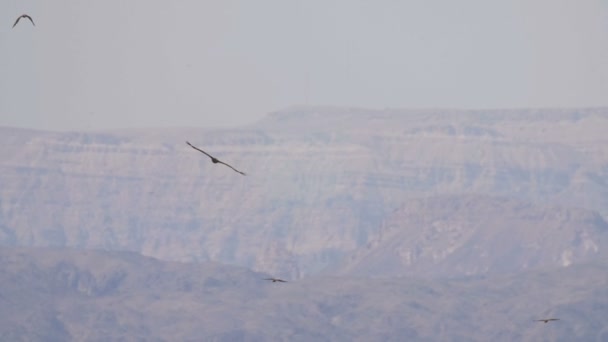 Steppenadler Der Über Die Berge Wandert — Stockvideo