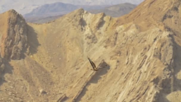 Estepa Buitre Migrando Sobre Las Montañas Eilat Israel — Vídeo de stock