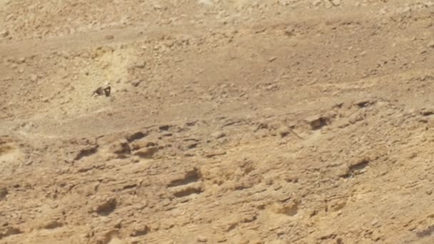 Osprey Latające Nad Górami Ejlat Izrael — Wideo stockowe