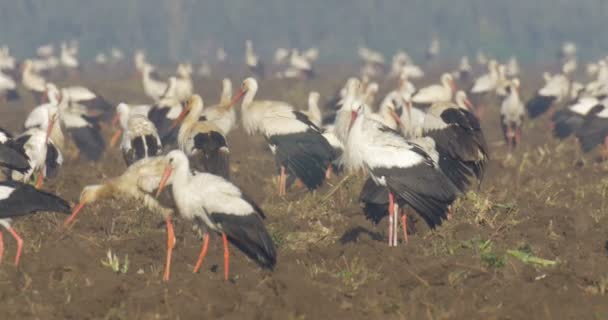 Vita Storkar Livnär Sig Fältet Hula Valley Israel — Stockvideo
