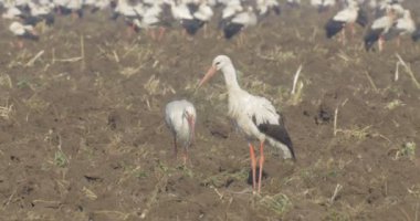 Beyaz alan, Hula Valley, İsrail besleme leylek