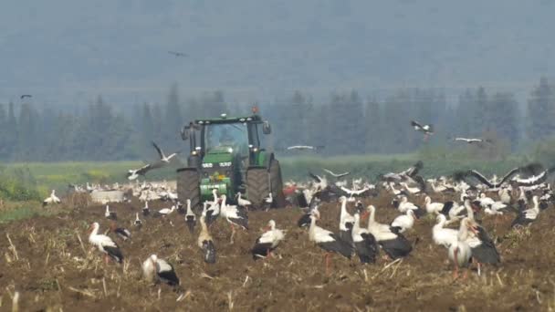 Vita Storkar Vilar Med Traktor Fältet Hula Valley Israel — Stockvideo