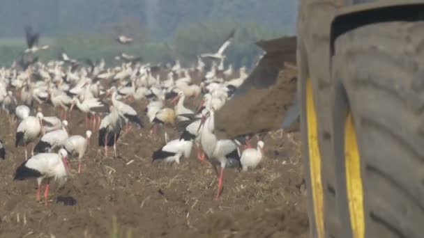 Campo Arado Trator Cegonhas Brancas Seguindo Trator Hula Valley Israel — Vídeo de Stock