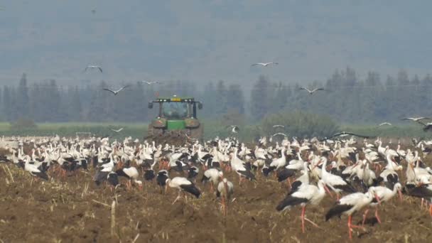 Trekker Ploegen Veld Witte Ooievaars Trekker Hula Valley Israël — Stockvideo