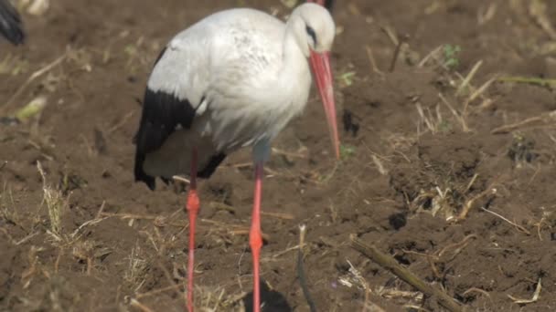 Weergave Van Witte Ooievaar Veld Hula Valley Israël Sluit — Stockvideo