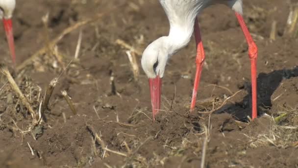 Witte Ooievaars Voeden Veld Hula Valley Israël — Stockvideo