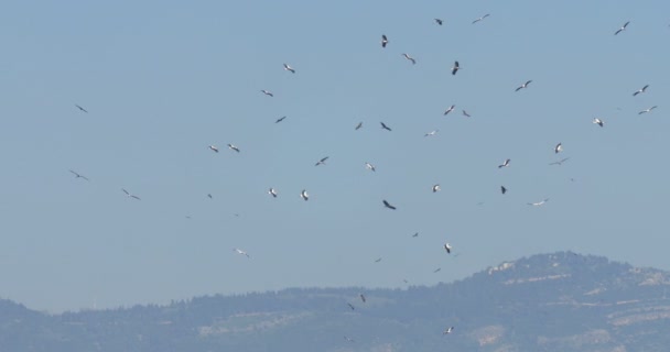 Witte Ooievaars Vliegen Thermische Hula Valley Israël — Stockvideo