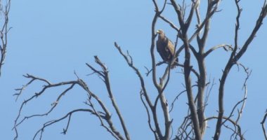 Beyaz kuyruklu deniz kartal ağaç, Hula Valley, Israel