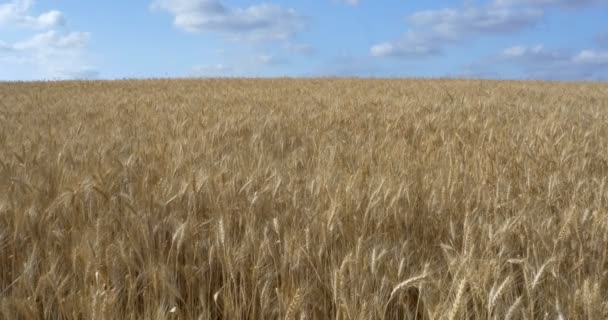 Vista Panoramica Del Campo Grano Maturo Pianura Della Giudea Israele — Video Stock