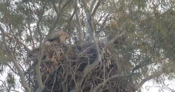 White Tailed Zeearenden Paar Zitten Nest Hula Vallei Israël — Stockvideo