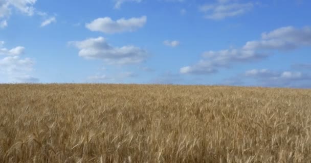 Vista Panoramica Del Campo Grano Maturo Pianura Della Giudea Israele — Video Stock