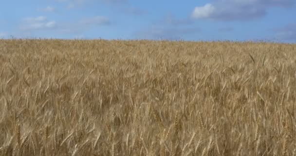 Vista Panorámica Del Campo Trigo Maduro Llanura Judea Israel — Vídeos de Stock