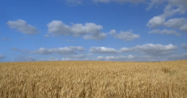 Мальовничим Видом Стиглі Пшенична Сфера Юдеї Рівнині Ізраїль — стокове відео