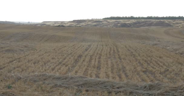 Панорамный Вид Пшеничные Поля После Сбора Урожая Западный Негев Израиль — стоковое видео