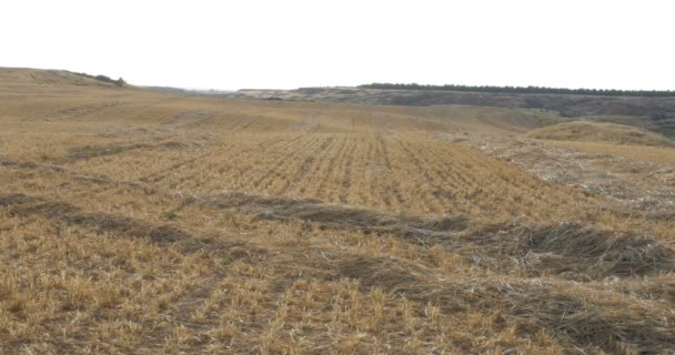 Панорамный Вид Пшеничные Поля После Сбора Урожая Западный Негев Израиль — стоковое видео