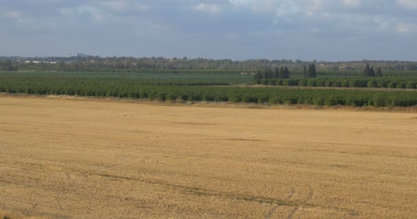 オレンジ畑にウエスタン ネゲブ イスラエル — ストック動画