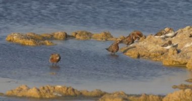 Cerlew Sandpiprers, Eilat tuz İsrail tava