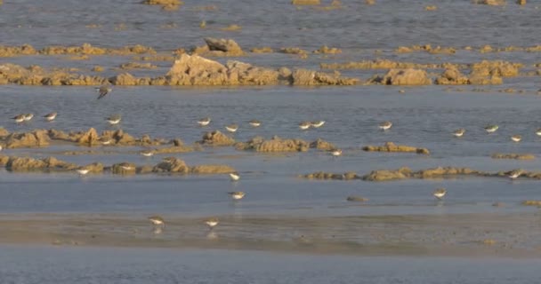 Береговые Птицы Питаются Берегу Моря Сковороды Эйлат Израиль — стоковое видео