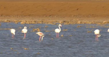 Flamingo flock tuz tavada, Eilat, İsrail dinlenme görünümünü 