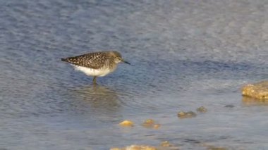 Bataklık düdükçünü, Eilat tuz İsrail tava