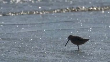 Shore kuş besleme tuz tavada, Eilat, İsrail