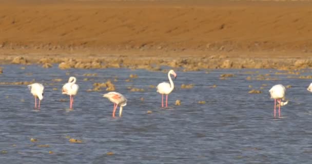 Vista Del Rebaño Flamencos Descansando Salero Eilat Israel — Vídeo de stock