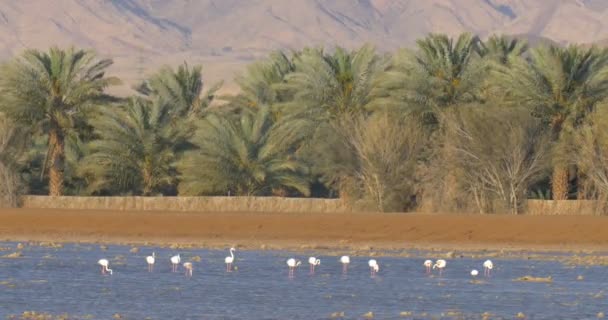 Veduta Del Gregge Fenicotteri Che Riposa Padella Sale Eilat Israele — Video Stock