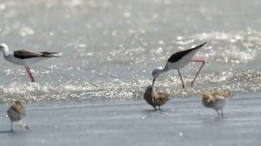 Uzun fatura dowitchers tuz tavada, Eilat, İsrail besleme
