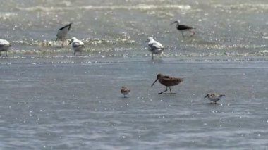Uzun fatura dowitchers tuz tavada, Eilat, İsrail besleme