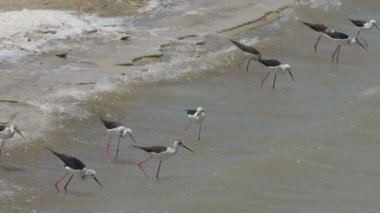 Tuzlu su, Eilat, İsrail besleme stilts siyah kanatlı